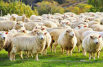 The history of sheepskin